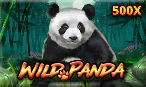 Wild Panda